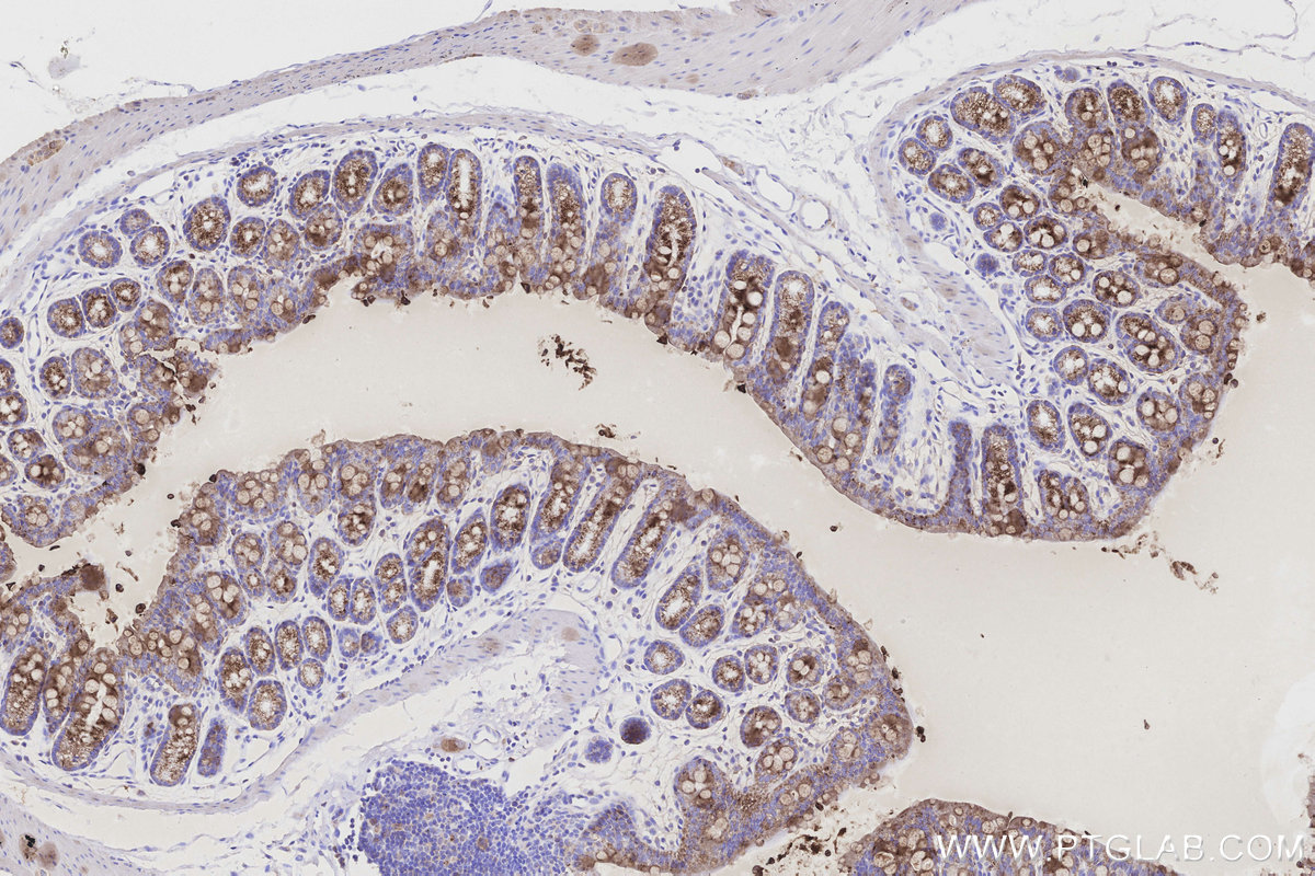 Immunohistochemical analysis of paraffin-embedded mouse colon tissue slide using KHC3181 (CKMT1A IHC Kit).
