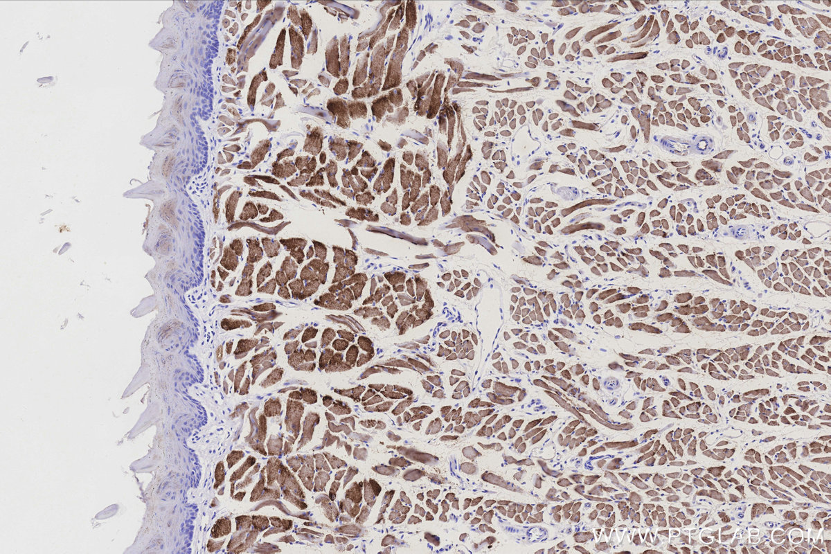 Immunohistochemical analysis of paraffin-embedded mouse tongue tissue slide using KHC3192 (CKMT2 IHC Kit).