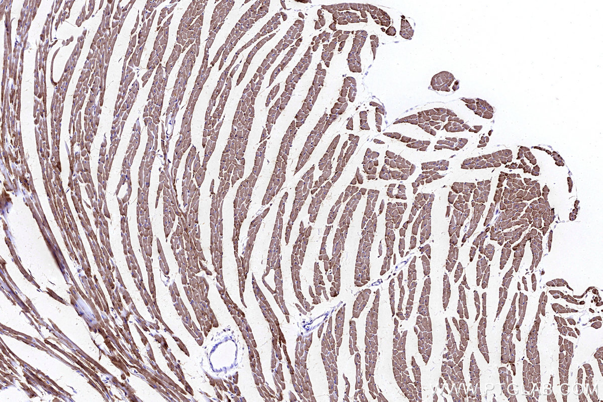 Immunohistochemical analysis of paraffin-embedded mouse heart tissue slide using KHC3192 (CKMT2 IHC Kit).