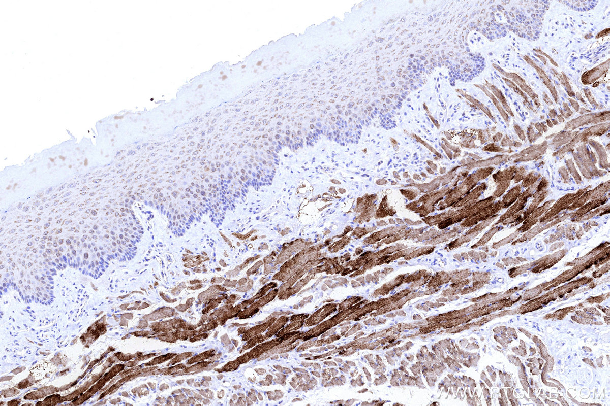 Immunohistochemical analysis of paraffin-embedded rat tongue tissue slide using KHC3192 (CKMT2 IHC Kit).