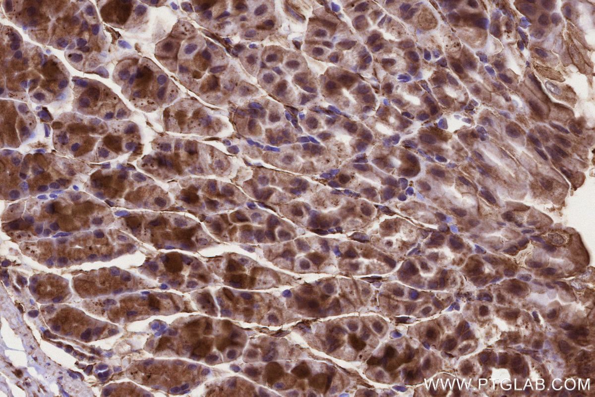 Immunohistochemical analysis of paraffin-embedded mouse stomach tissue slide using KHC3223 (CLCN3 IHC Kit). Immunohistochemical analysis of paraffin-embedded mouse stomach tissue slide using KHC3223 (CLCN3 IHC Kit).
