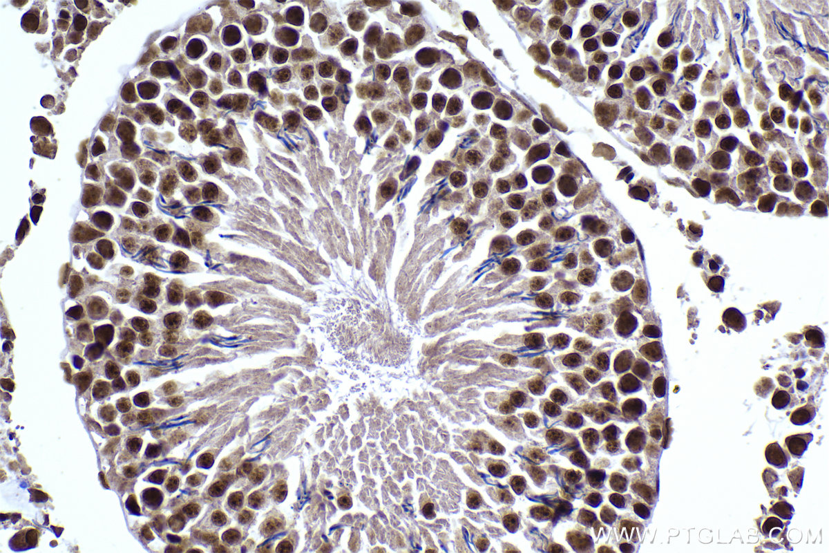 Immunohistochemical analysis of paraffin-embedded rat testis tissue slide using KHC2290 (CLK3 IHC Kit).