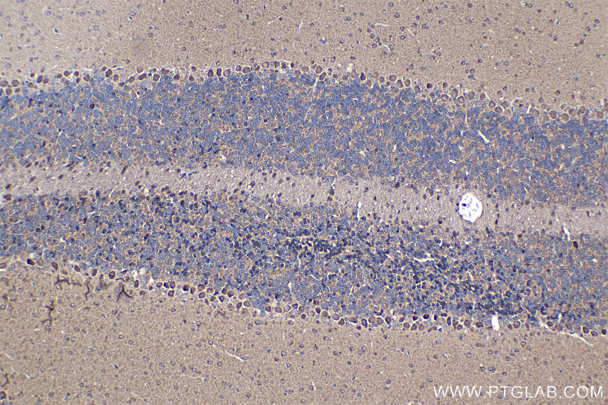 Immunohistochemical analysis of paraffin-embedded mouse cerebellum tissue slide using KHC1359 (CLSTN1 IHC Kit).