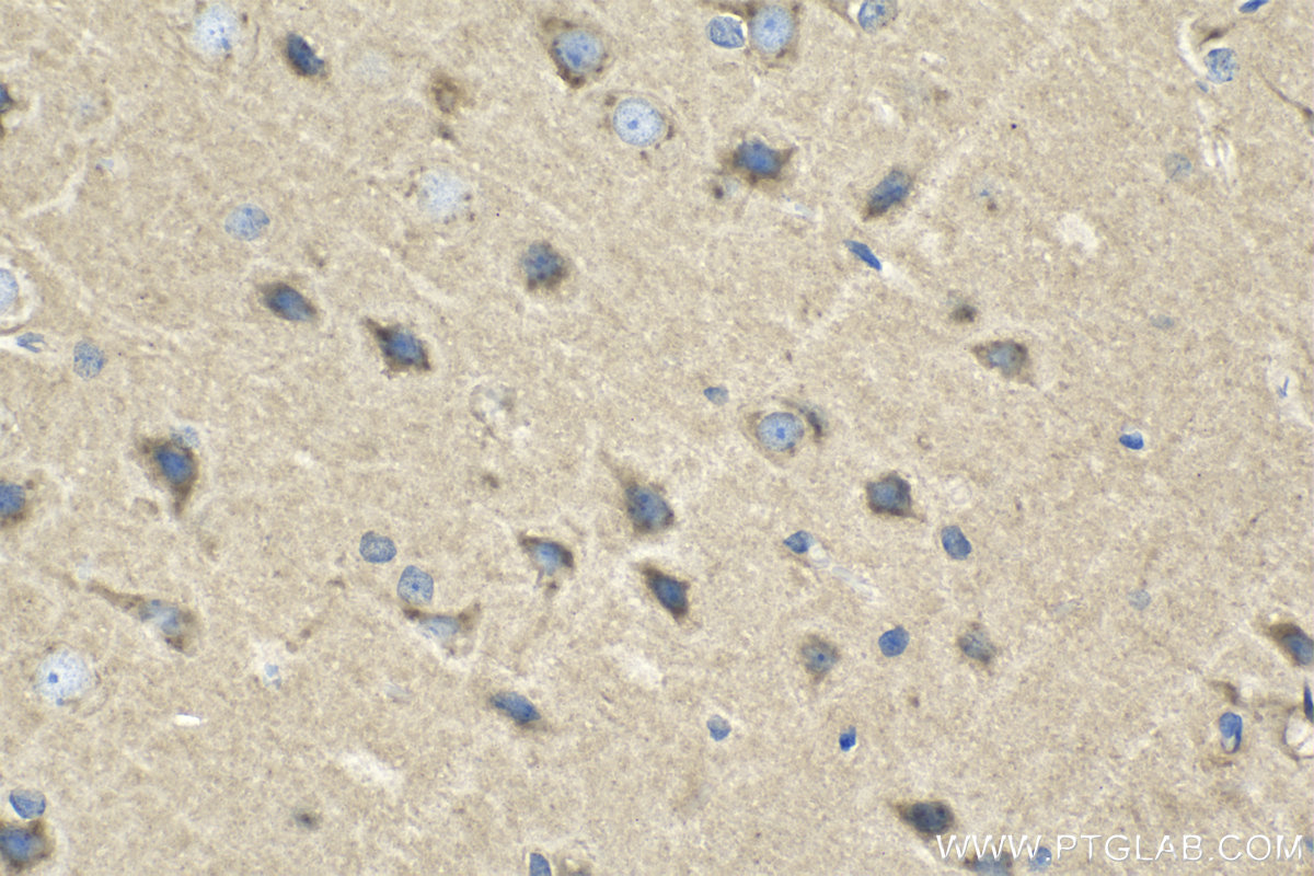 Immunohistochemical analysis of paraffin-embedded rat brain tissue slide using KHC1359 (CLSTN1 IHC Kit).