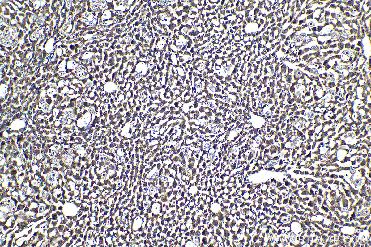 Immunohistochemical analysis of paraffin-embedded mouse liver tissue slide using KHC1392 (CLYBL IHC Kit).