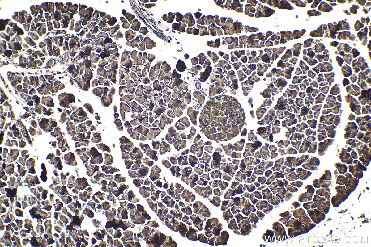 Immunohistochemical analysis of paraffin-embedded mouse pancreas tissue slide using KHC1823 (CMIP IHC Kit).