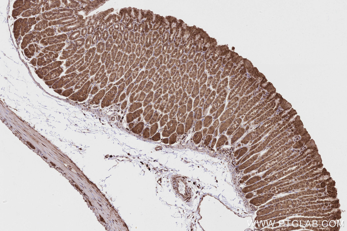 Immunohistochemical analysis of paraffin-embedded mouse stomach tissue slide using KHC2804 (CNDP2 IHC Kit).