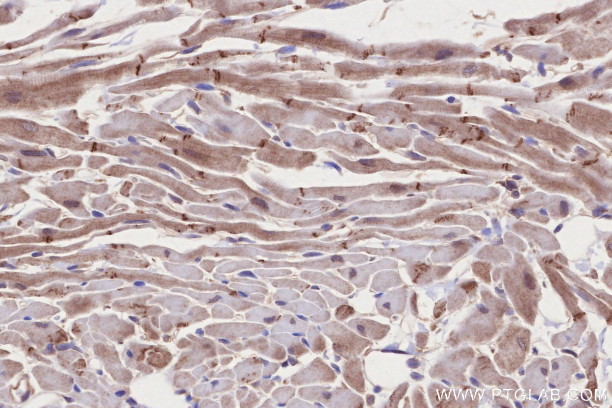 Immunohistochemical analysis of paraffin-embedded rat heart tissue slide using KHC2690 (CNNM3 IHC Kit).