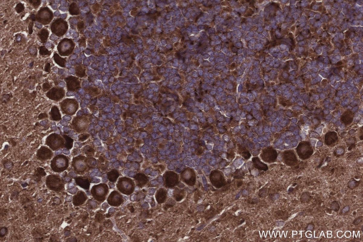Immunohistochemical analysis of paraffin-embedded mouse cerebellum tissue slide using KHC2925 (CNOT10 IHC Kit).