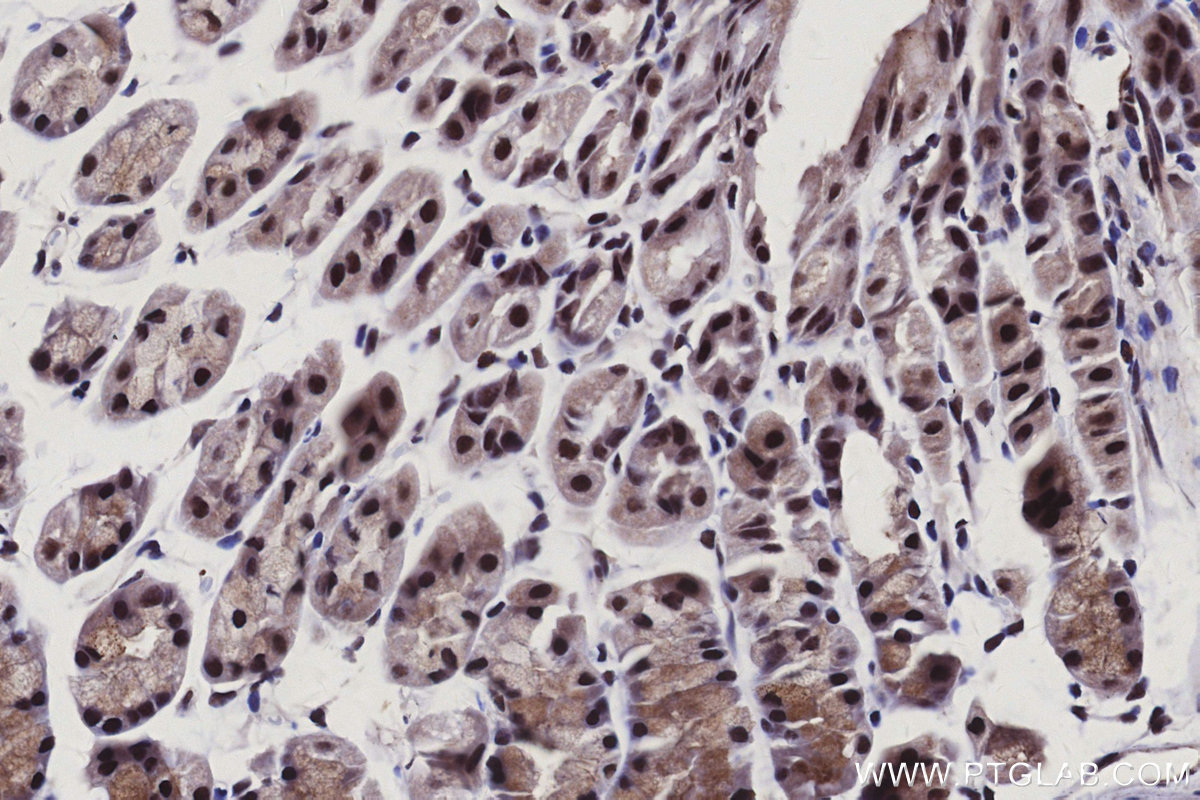 Immunohistochemical analysis of paraffin-embedded mouse stomach tissue slide using KHC3128 (CNTD1 IHC Kit).