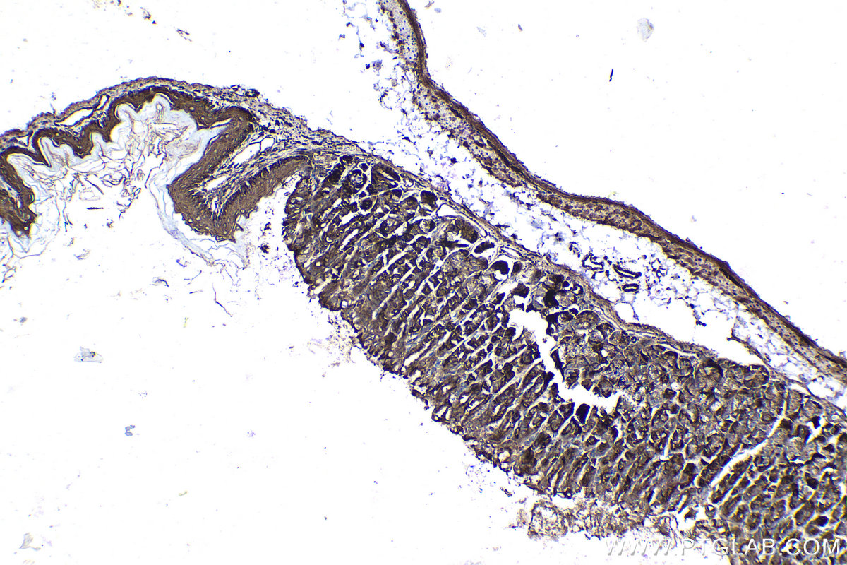 Immunohistochemical analysis of paraffin-embedded mouse stomach tissue slide using KHC0987 (COA7/C1orf163 IHC Kit).