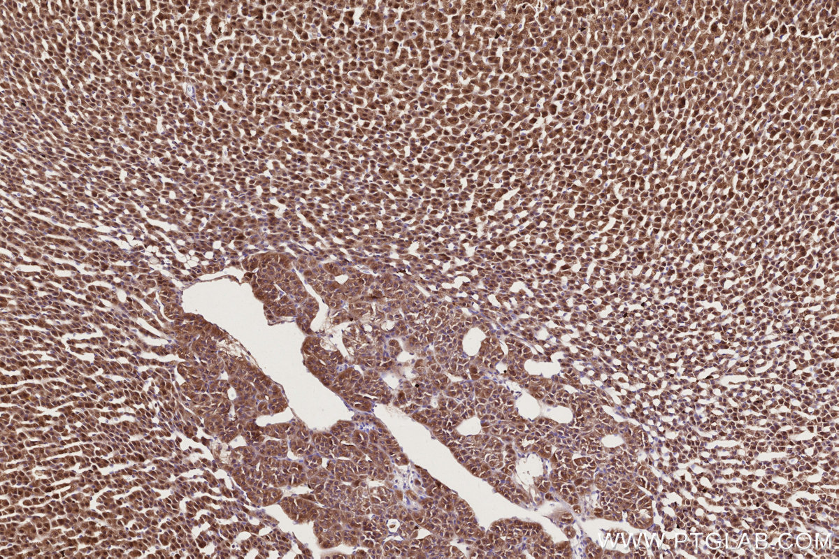 Immunohistochemical analysis of paraffin-embedded rat adrenal gland tissue slide using KHC2729 (COG1 IHC Kit).