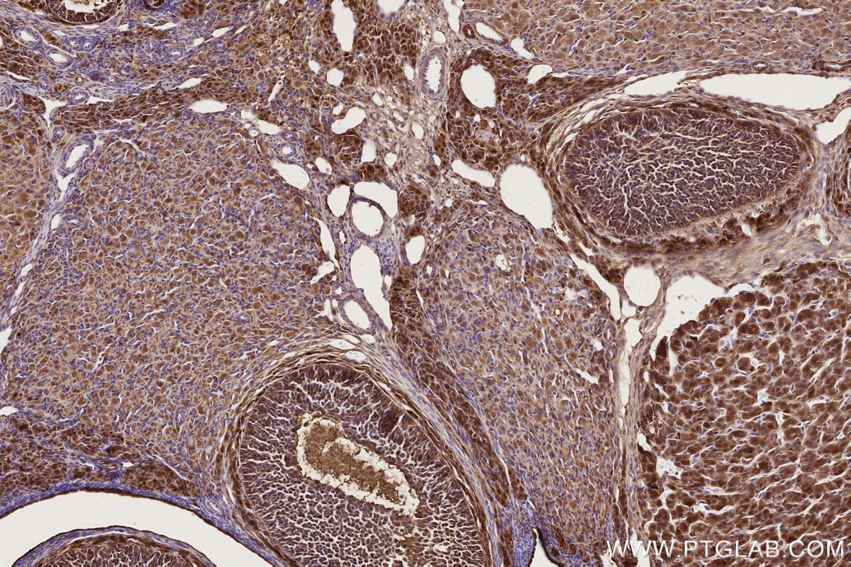 Immunohistochemical analysis of paraffin-embedded rat ovary tissue slide using KHC2729 (COG1 IHC Kit).