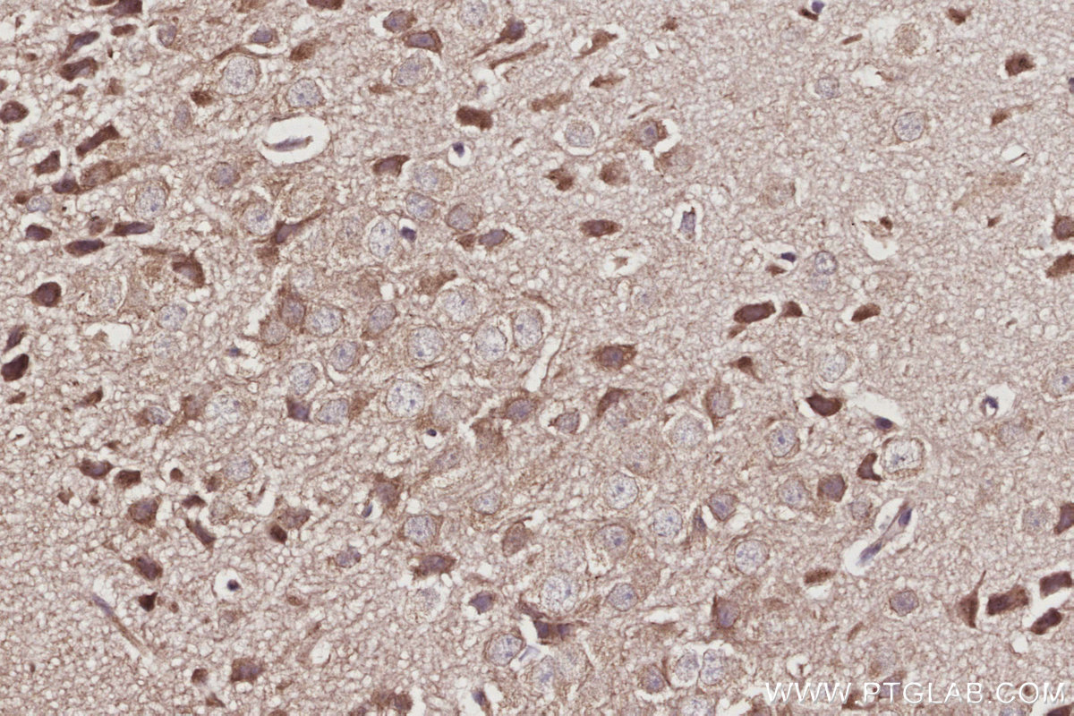 Immunohistochemical analysis of paraffin-embedded mouse brain tissue slide using KHC3046 (COG5 IHC Kit).