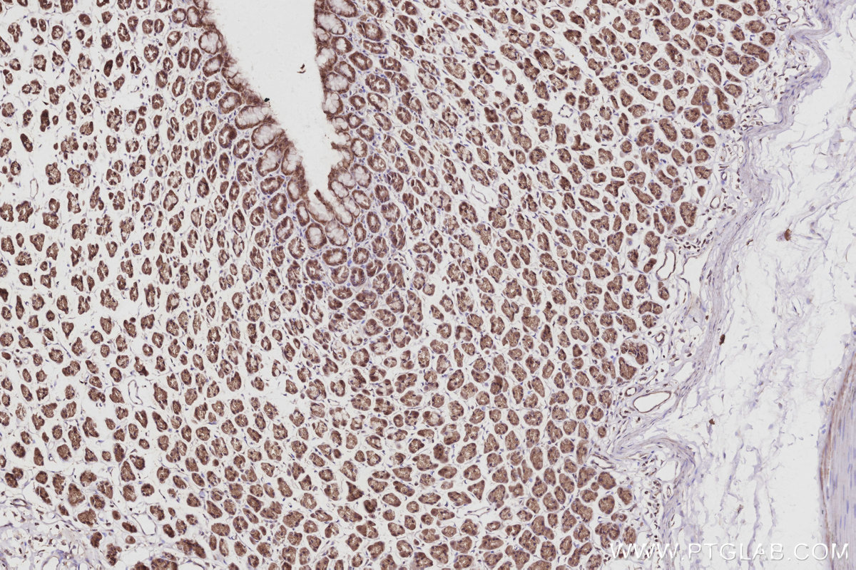Immunohistochemical analysis of paraffin-embedded rat stomach tissue slide using KHC3046 (COG5 IHC Kit).