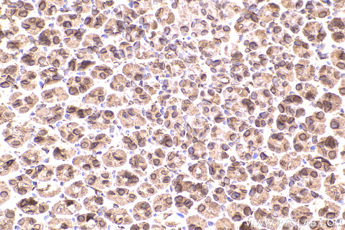 Immunohistochemical analysis of paraffin-embedded mouse stomach tissue slide using KHC2247 (COPB2 IHC Kit).