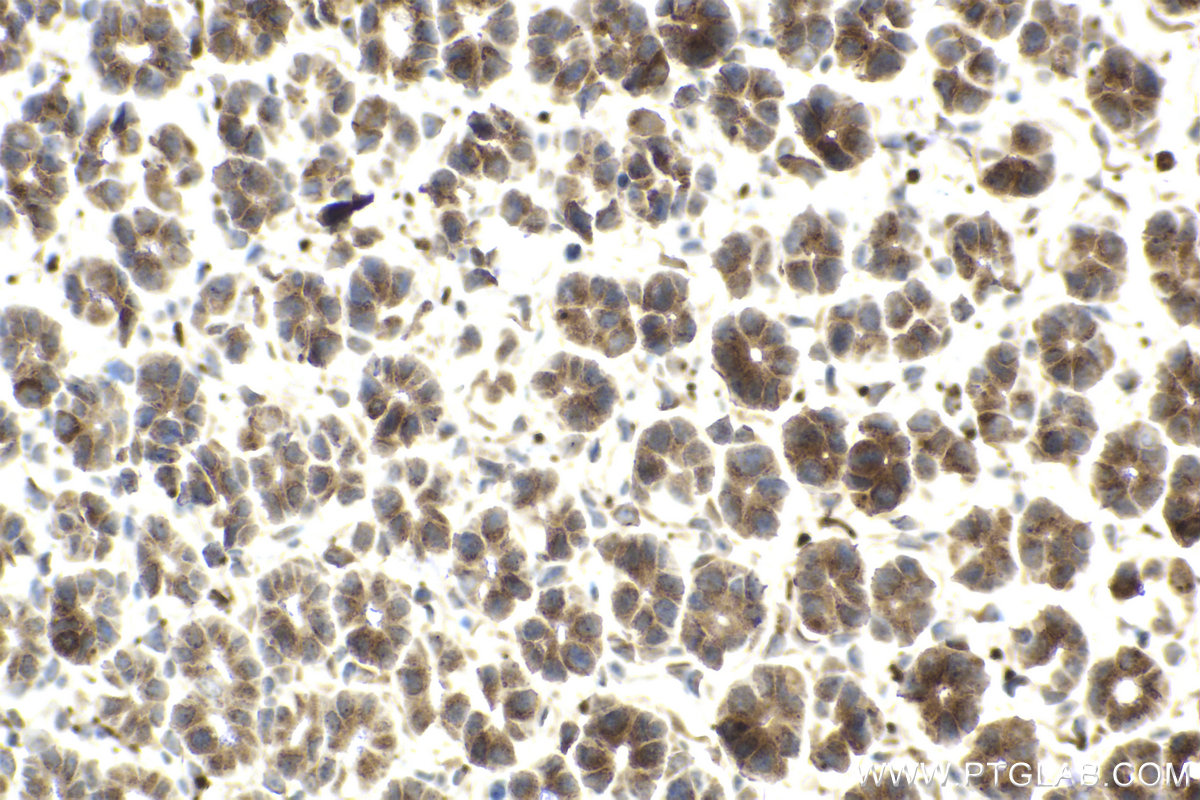 Immunohistochemical analysis of paraffin-embedded mouse stomach tissue slide using KHC2056 (COPE IHC Kit).