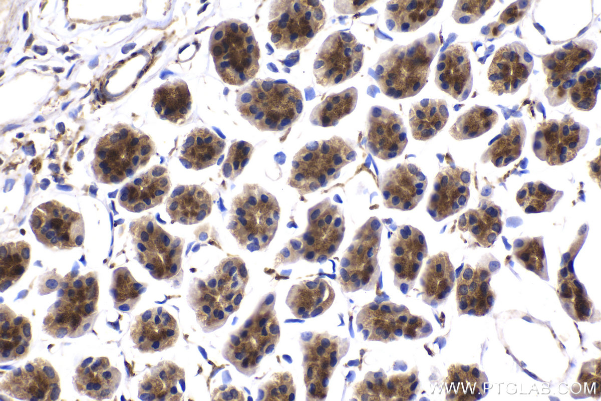 Immunohistochemical analysis of paraffin-embedded rat stomach tissue slide using KHC2056 (COPE IHC Kit).