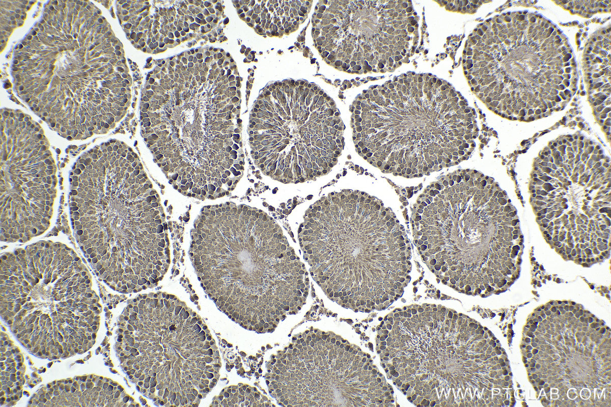 Immunohistochemical analysis of paraffin-embedded rat testis tissue slide using KHC1639 (COPS2 IHC Kit).