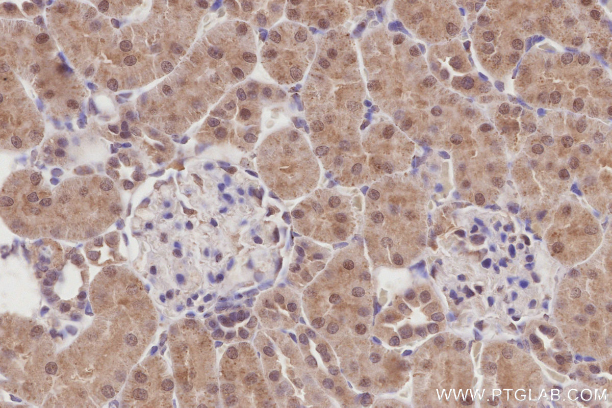 Immunohistochemical analysis of paraffin-embedded rat kidney tissue slide using KHC2864 (COPS4 IHC Kit).