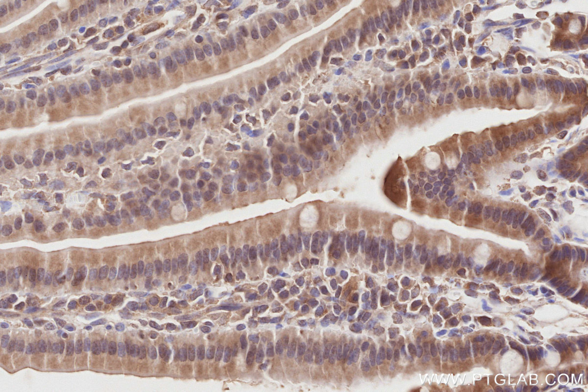 Immunohistochemical analysis of paraffin-embedded mouse small intestine tissue slide using KHC2864 (COPS4 IHC Kit).