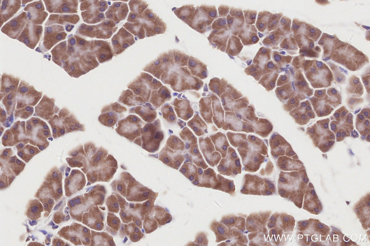 Immunohistochemical analysis of paraffin-embedded mouse pancreas tissue slide using KHC2864 (COPS4 IHC Kit).