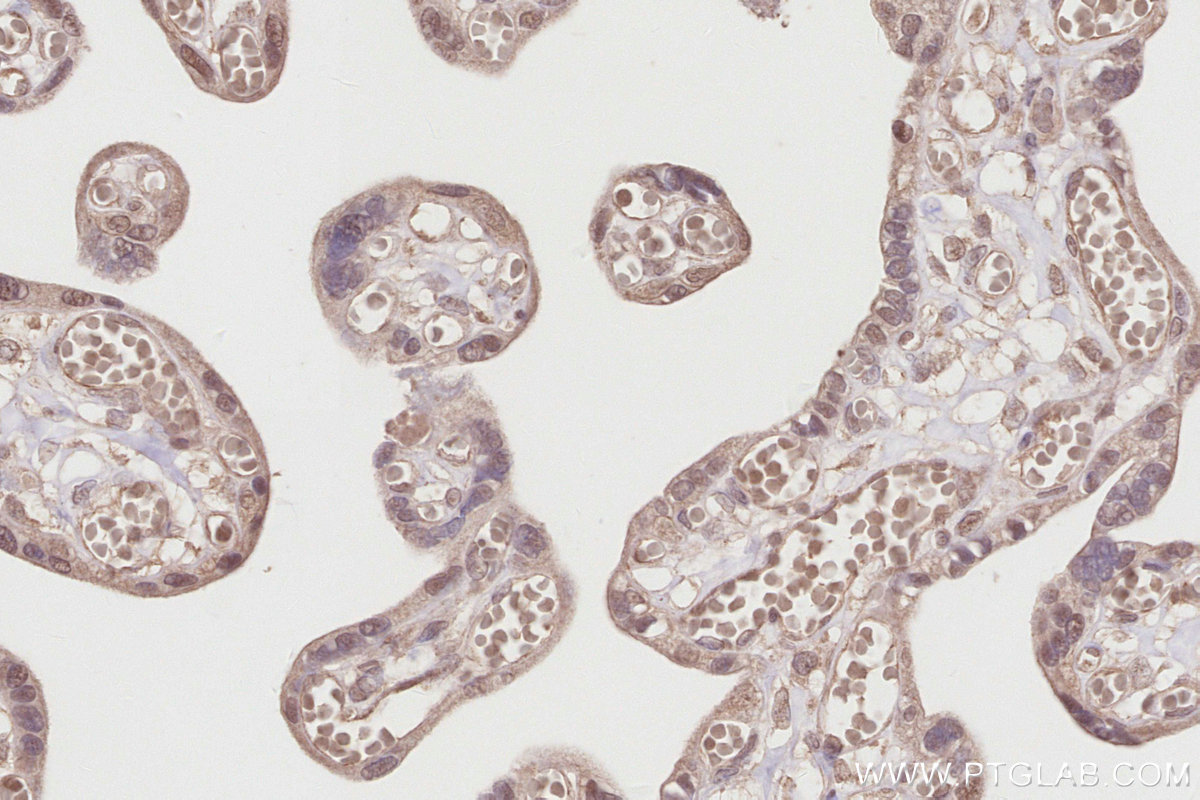 Immunohistochemical analysis of paraffin-embedded human placenta tissue slide using KHC2864 (COPS4 IHC Kit).