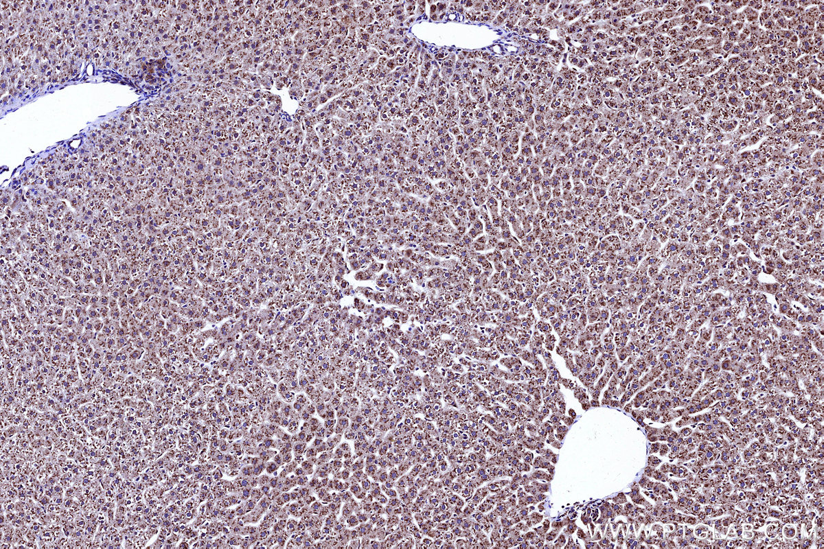 Immunohistochemical analysis of paraffin-embedded rat liver tissue slide using KHC3142 (COX4NB IHC Kit).