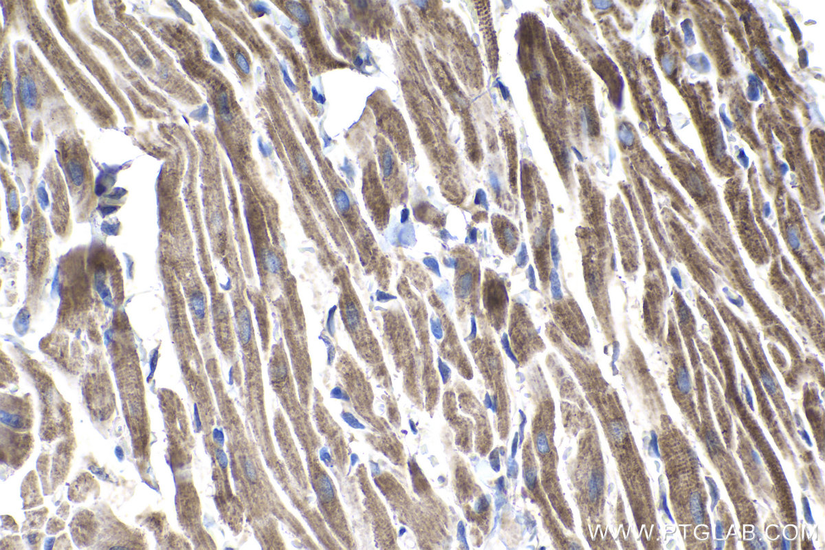 Immunohistochemical analysis of paraffin-embedded rat heart tissue slide using KHC1025 (COX5A IHC Kit).