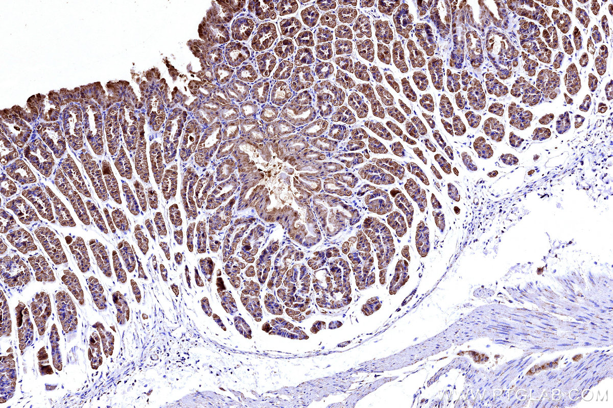 Immunohistochemical analysis of paraffin-embedded mouse stomach tissue slide using KHC3176 (COX5B IHC Kit).