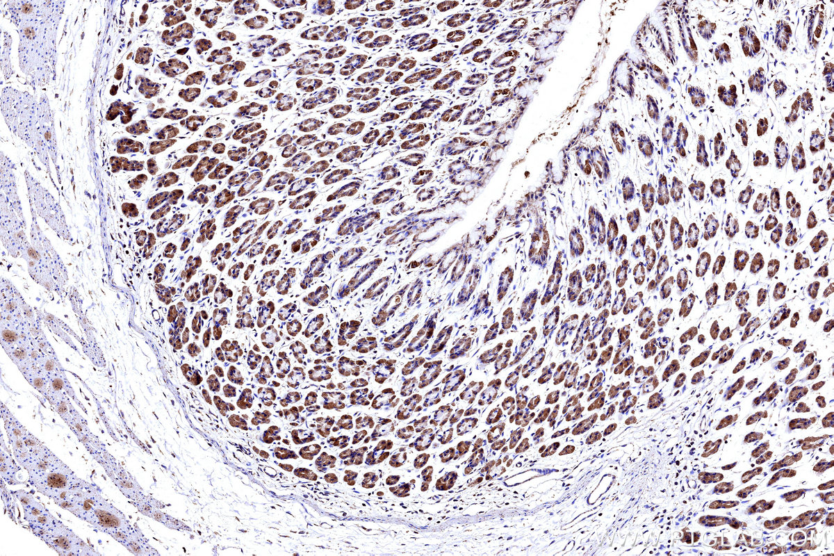 Immunohistochemical analysis of paraffin-embedded rat stomach tissue slide using KHC3176 (COX5B IHC Kit).