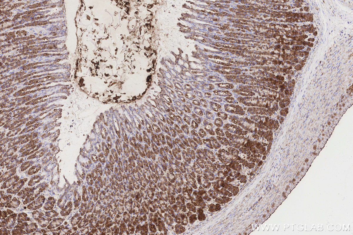 Immunohistochemical analysis of paraffin-embedded rat stomach tissue slide using KHC3179 (COX6A1 IHC Kit).