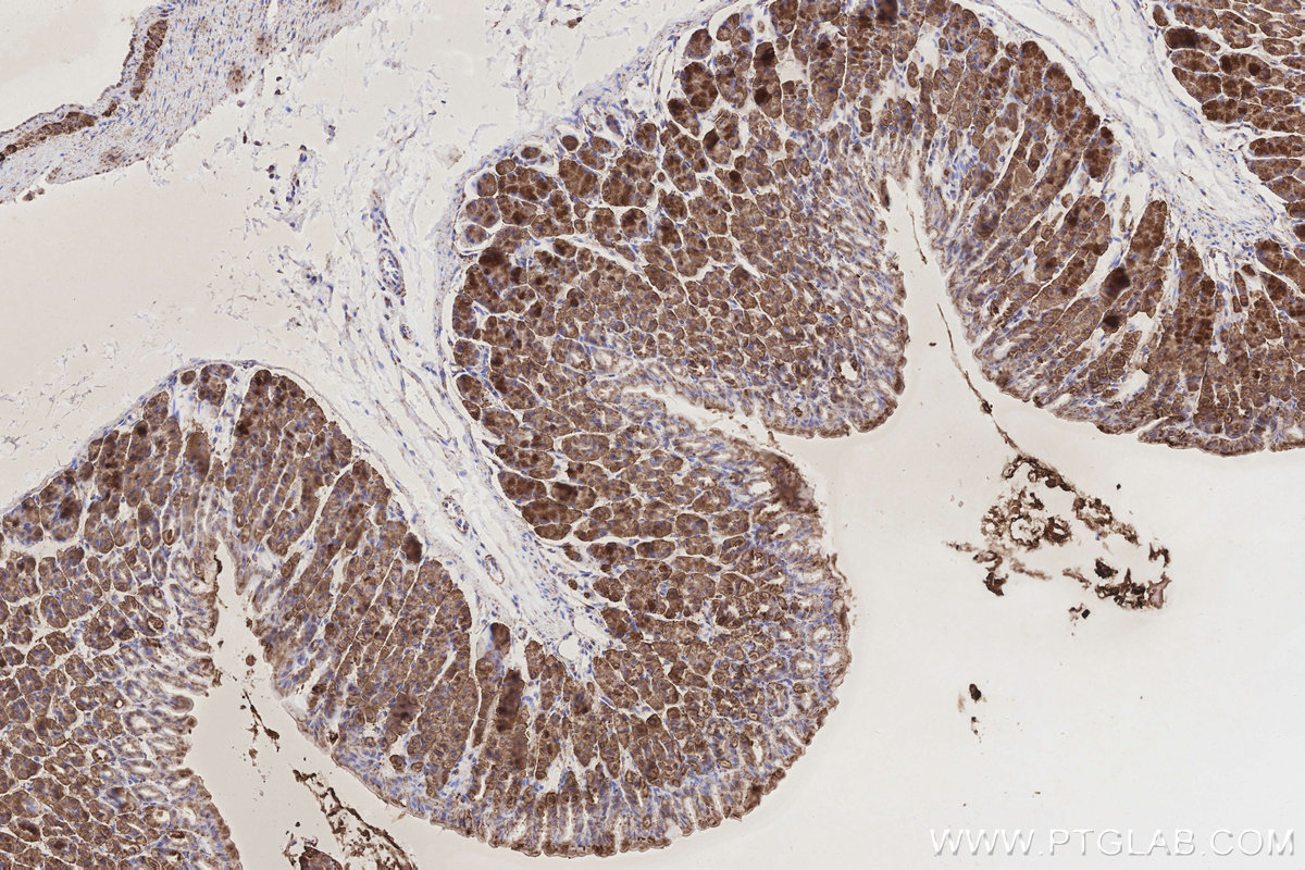 Immunohistochemical analysis of paraffin-embedded mouse stomach tissue slide using KHC3179 (COX6A1 IHC Kit).