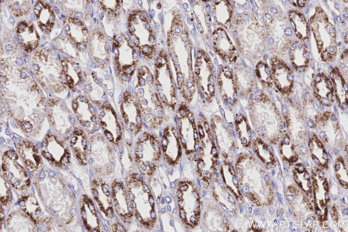 Immunohistochemical analysis of paraffin-embedded human kidney tissue slide using KHC3179 (COX6A1 IHC Kit).