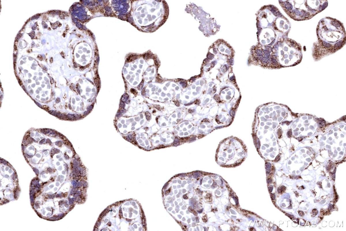 Immunohistochemical analysis of paraffin-embedded human placenta tissue slide using KHC3183 (COX6B1 IHC Kit).