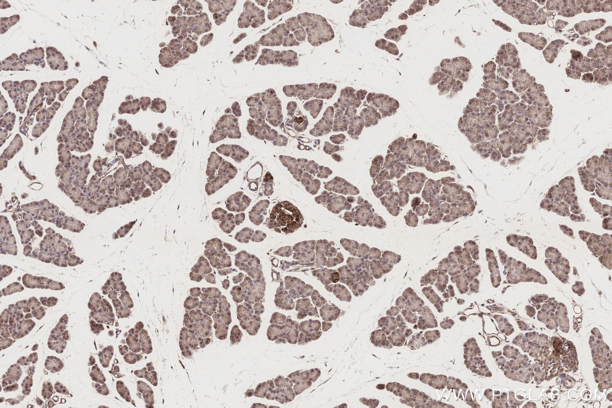Immunohistochemical analysis of paraffin-embedded rat pancreas tissue slide using KHC3187 (COX7C IHC Kit).