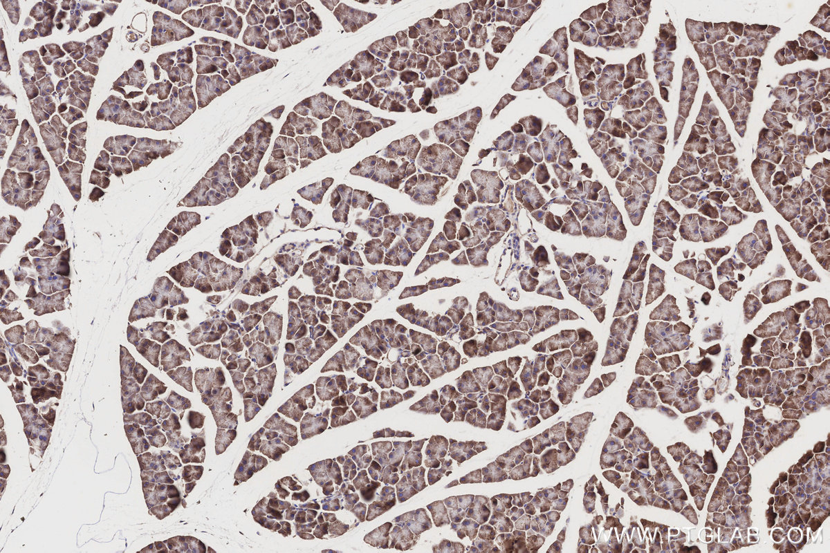 Immunohistochemical analysis of paraffin-embedded mouse pancreas tissue slide using KHC3187 (COX7C IHC Kit).