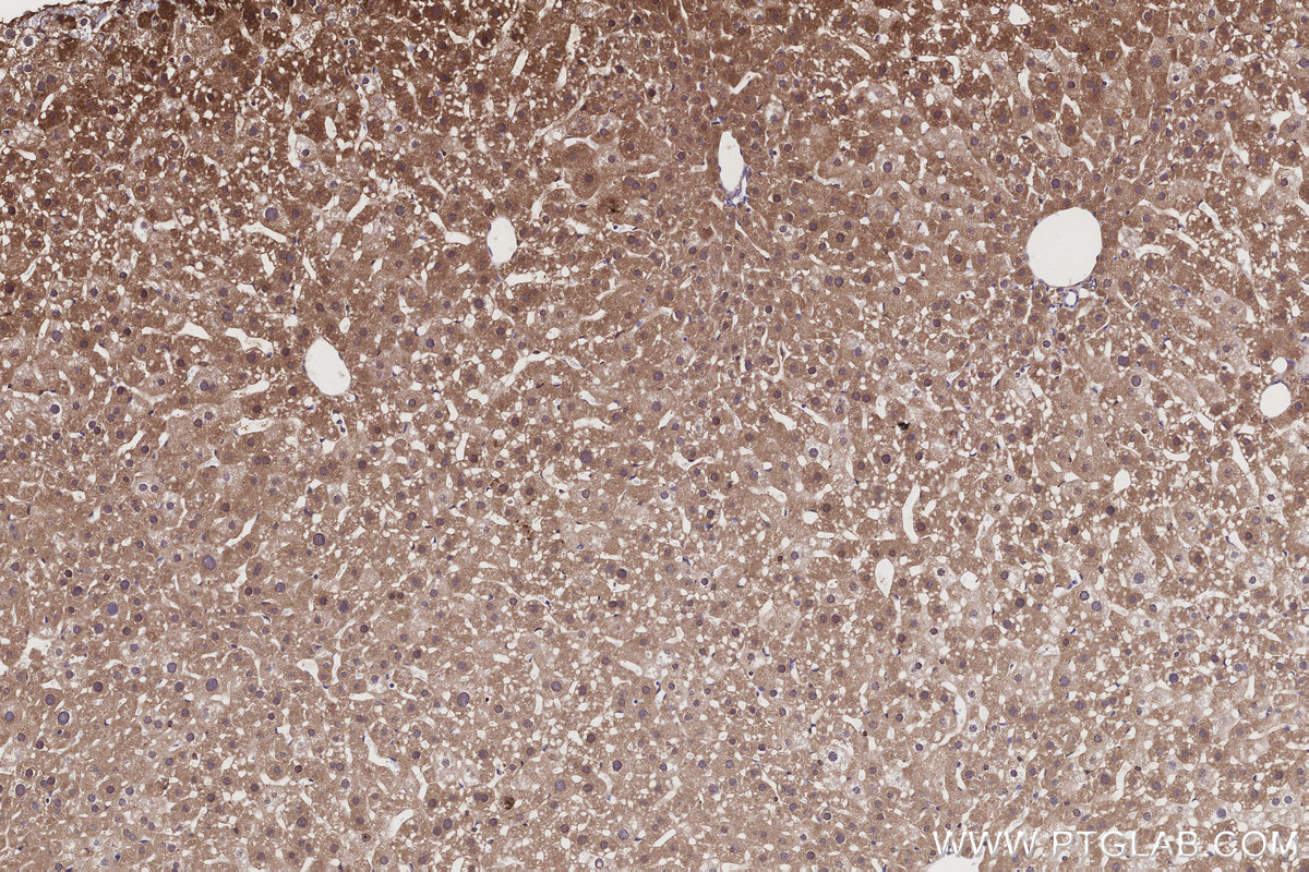 Immunohistochemical analysis of paraffin-embedded mouse liver tissue slide using KHC3187 (COX7C IHC Kit).