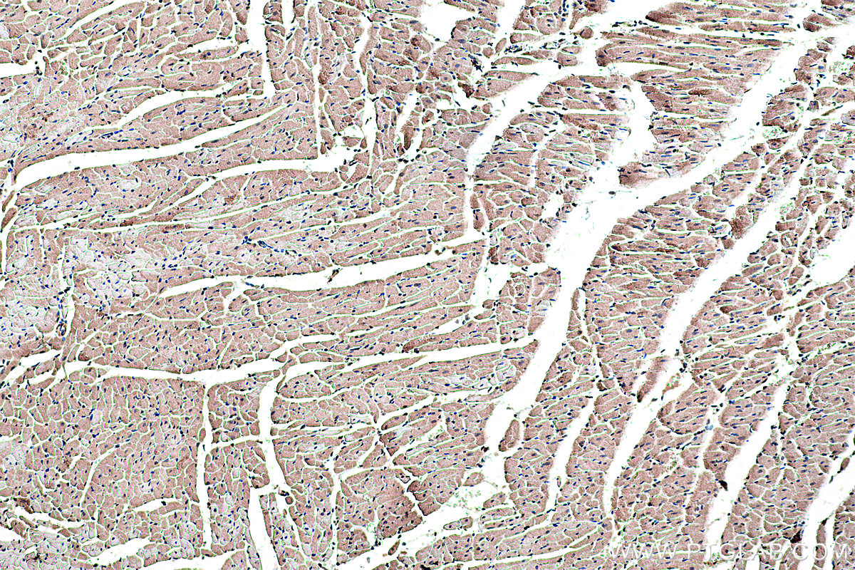 Immunohistochemical analysis of paraffin-embedded rat heart tissue slide using KHC0305 (COX8A IHC Kit).