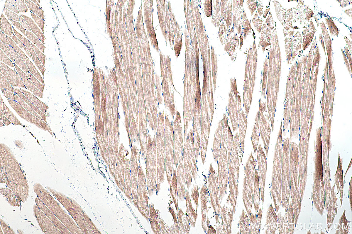 Immunohistochemical analysis of paraffin-embedded mouse skeletal muscle tissue slide using KHC0305 (COX8A IHC Kit).