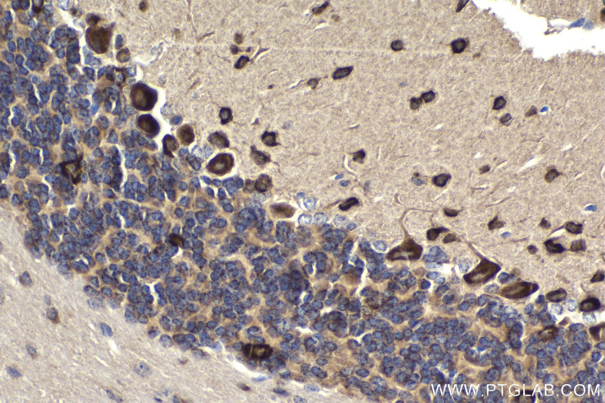 Immunohistochemical analysis of paraffin-embedded mouse cerebellum tissue slide using KHC1835 (CPEB3 IHC Kit).
