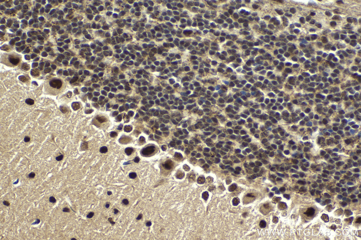 Immunohistochemical analysis of paraffin-embedded mouse cerebellum tissue slide using KHC1991 (CPSF3 IHC Kit).