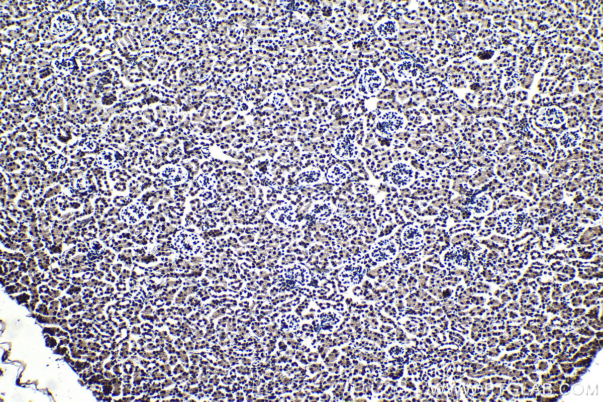 Immunohistochemical analysis of paraffin-embedded mouse kidney tissue slide using KHC1388 (CPSF6 IHC Kit).