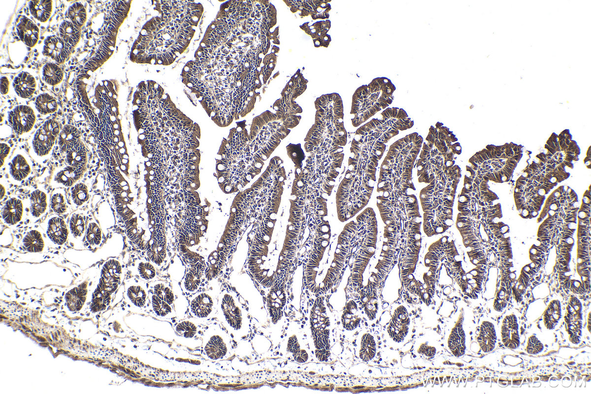 Immunohistochemical analysis of paraffin-embedded rat small intestine tissue slide using KHC1795 (CREB3L2 IHC Kit).