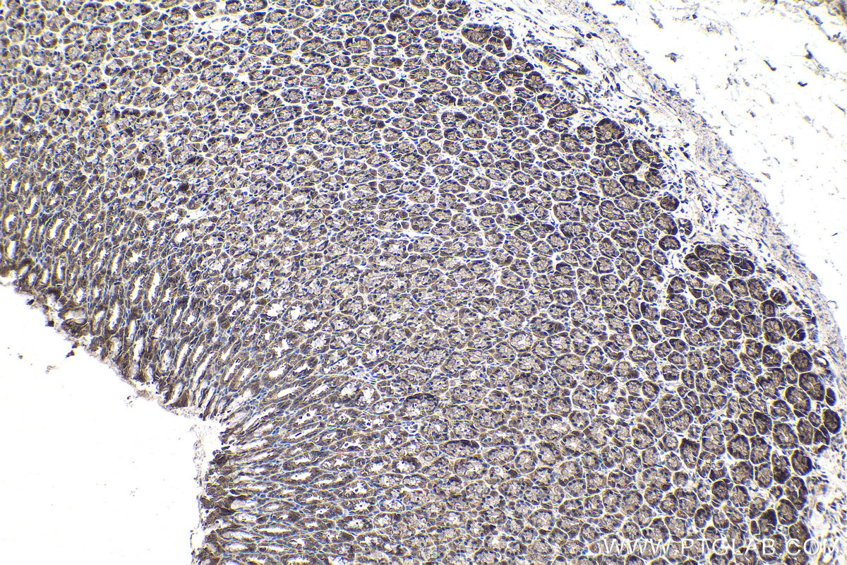 Immunohistochemical analysis of paraffin-embedded rat stomach tissue slide using KHC1795 (CREB3L2 IHC Kit).