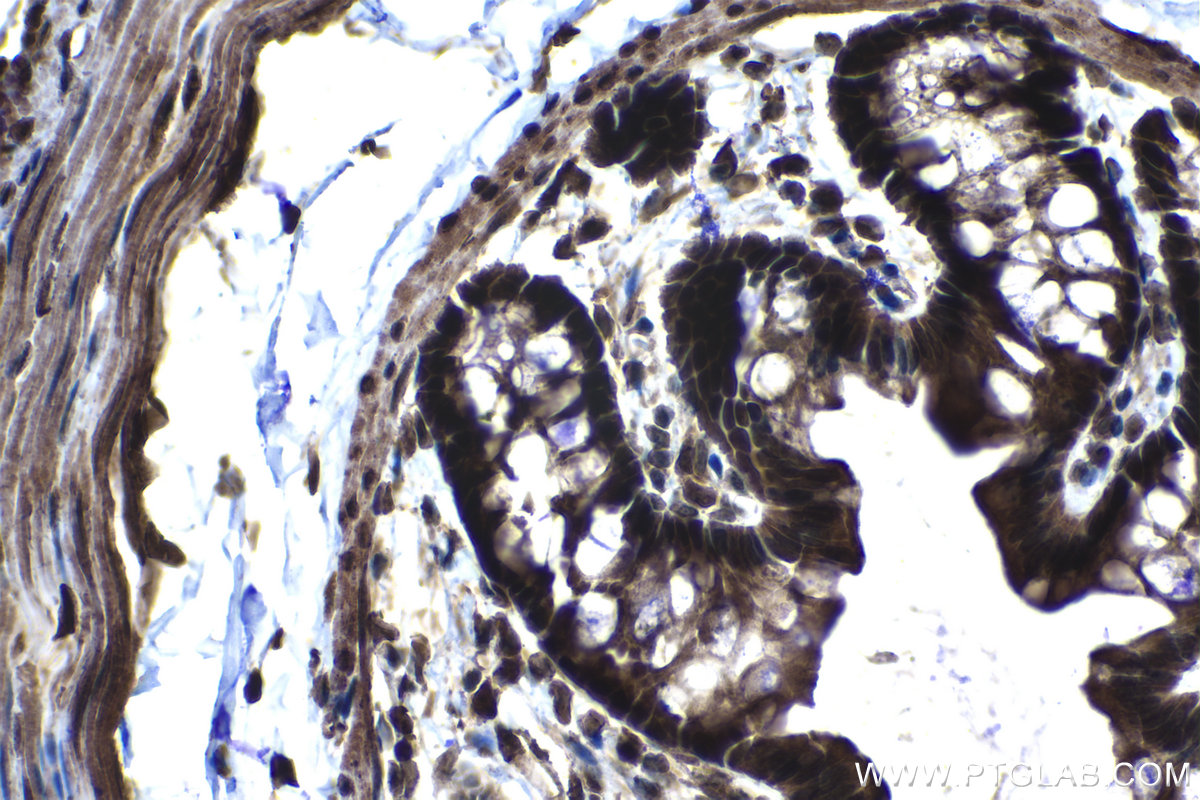 Immunohistochemical analysis of paraffin-embedded rat colon tissue slide using KHC1213 (CRM1 IHC Kit).