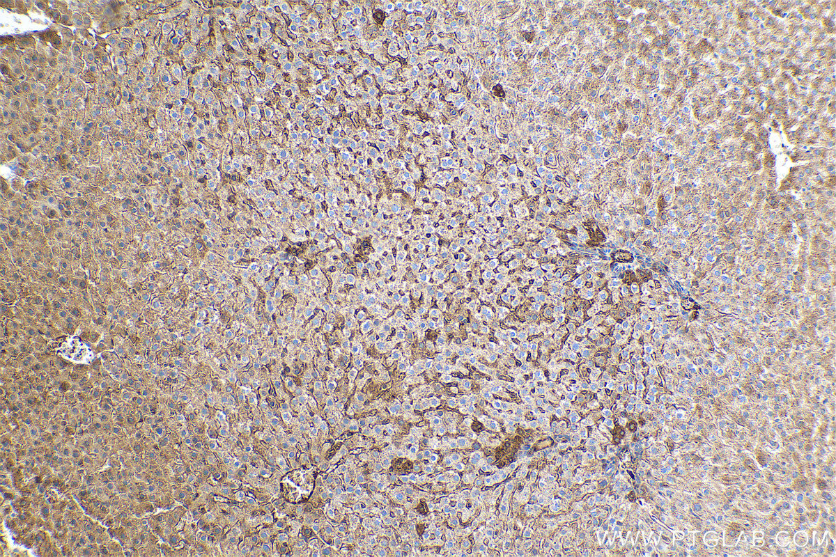 Immunohistochemical analysis of paraffin-embedded rat liver tissue slide using KHC0397 (CRP IHC Kit).