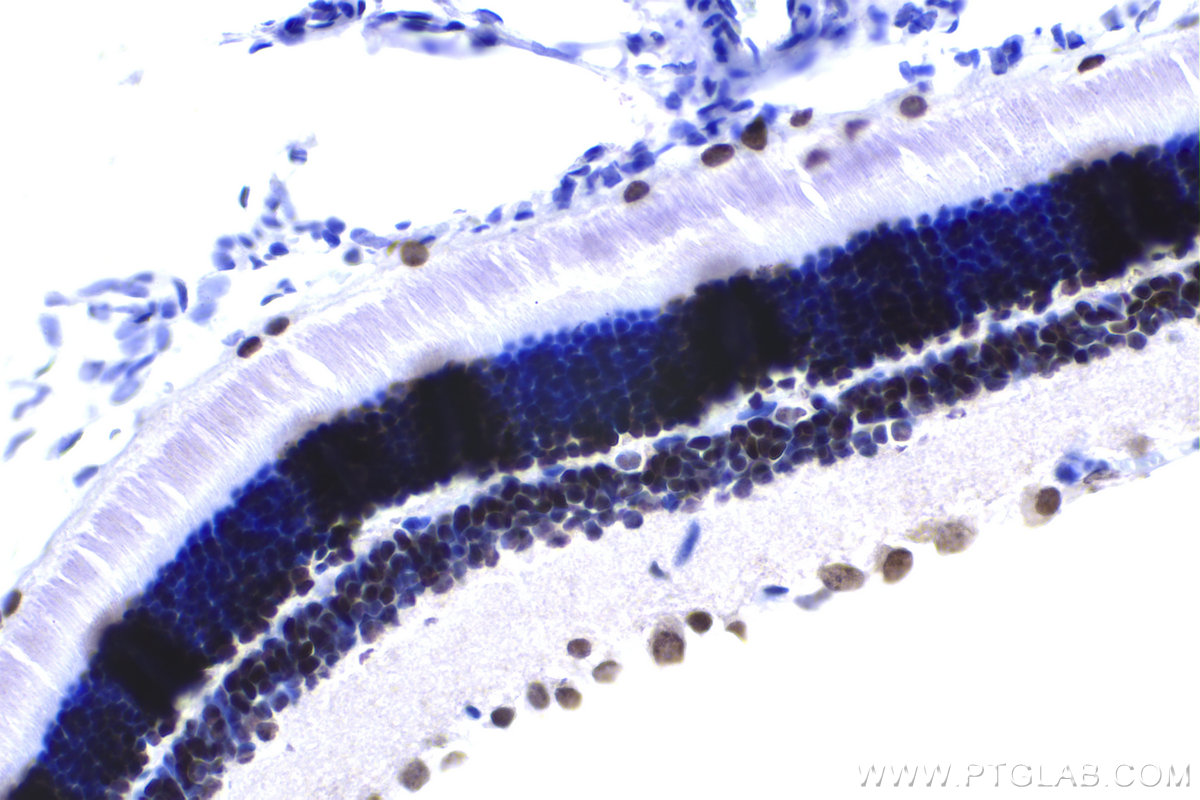 Immunohistochemical analysis of paraffin-embedded rat eye tissue slide using KHC1449 (CRX IHC Kit).