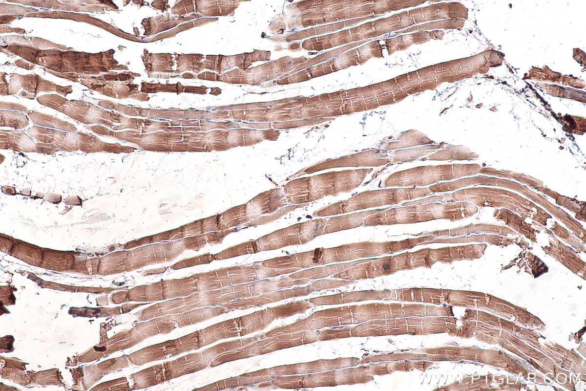 Immunohistochemical analysis of paraffin-embedded rat skeletal muscle tissue slide using KHC0902 (CSDE1 IHC Kit).