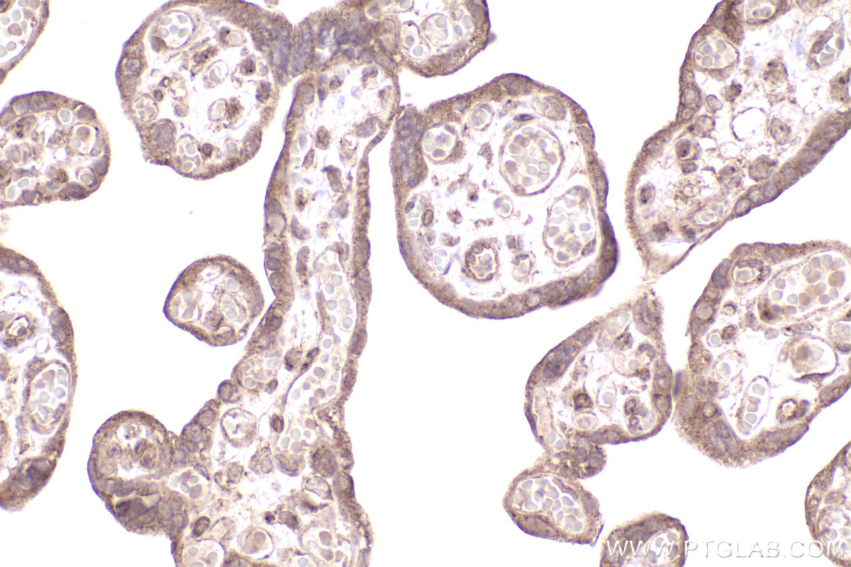 Immunohistochemical analysis of paraffin-embedded human placenta tissue slide using KHC2524 (CSPP1 IHC Kit).
